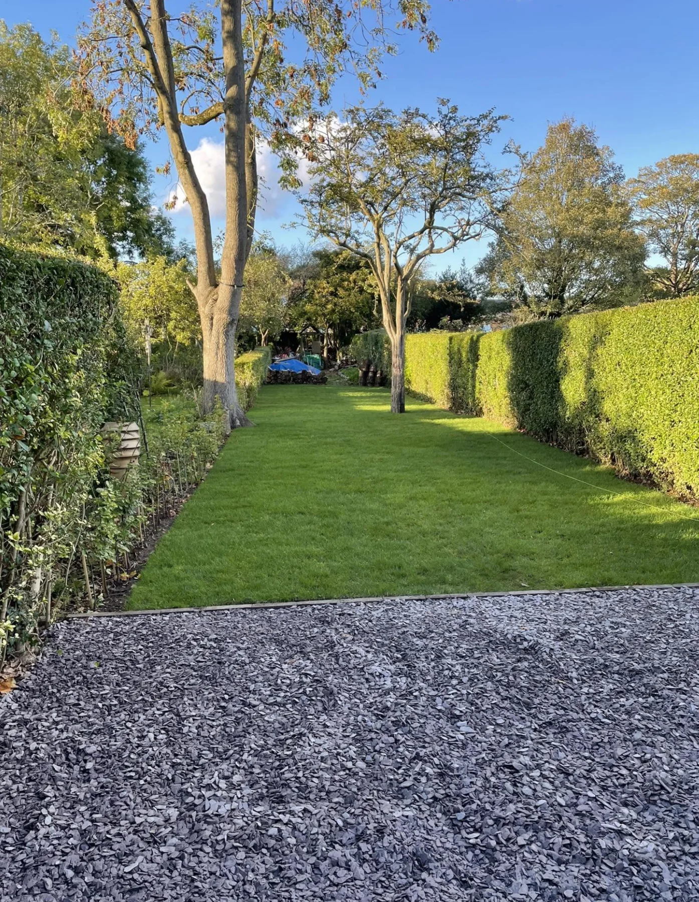 Long established garden lawn bordered by hedges and trees