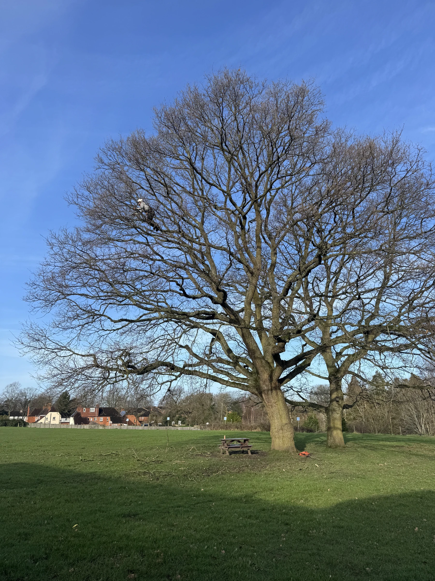 Mature tree with a broad branching canopy in an open garden